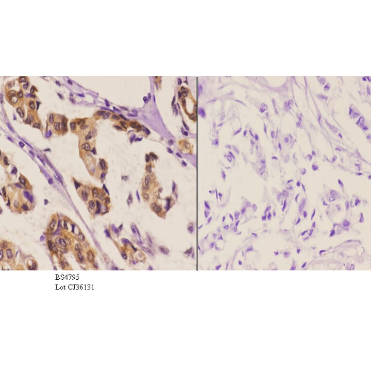 Anti-HSF1 (phospho-S303) Antibody from Bioworld Technology (BS4795) - Antibodies.com