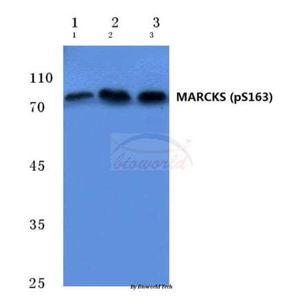 Anti-MARCKS (phospho-S163) Antibody from Bioworld Technology (BS4799) - Antibodies.com