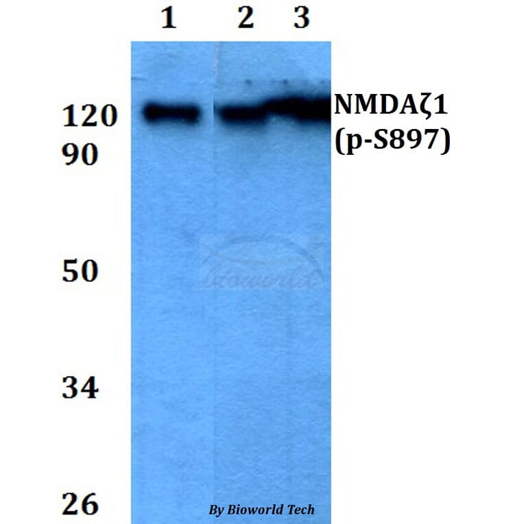 Anti-NMDAζ1 (phospho-S897) Antibody from Bioworld Technology (BS4801) - Antibodies.com