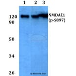 Anti-NMDAζ1 (phospho-S897) Antibody from Bioworld Technology (BS4801) - Antibodies.com