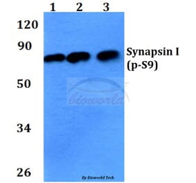 Anti-Synapsin I (phospho-S9) Antibody from Bioworld Technology (BS4802) - Antibodies.com