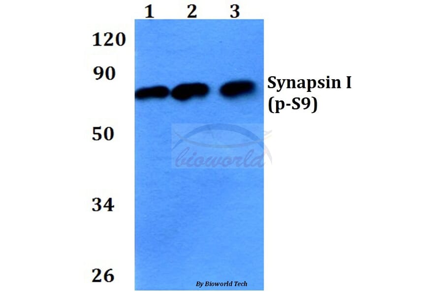 Anti-Synapsin I (phospho-S9) Antibody from Bioworld Technology (BS4802) - Antibodies.com