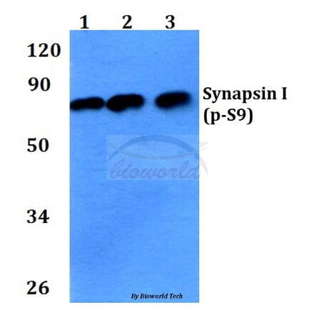 Anti-Synapsin I (phospho-S9) Antibody from Bioworld Technology (BS4802) - Antibodies.com