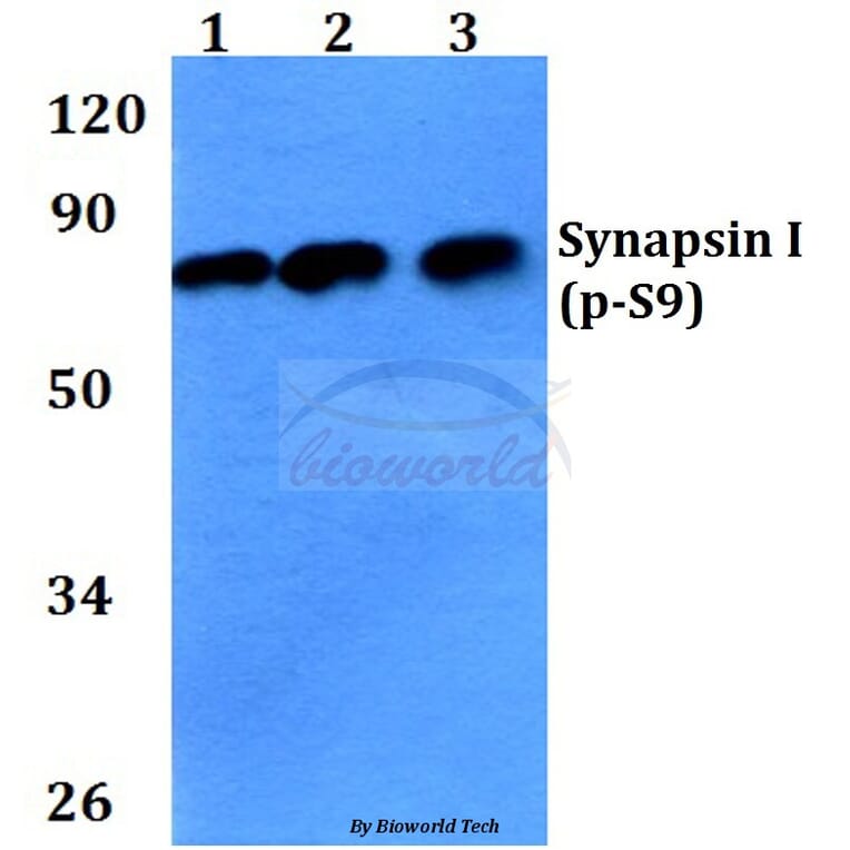 Anti-Synapsin I (phospho-S9) Antibody from Bioworld Technology (BS4802) - Antibodies.com