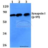 Anti-Synapsin I (phospho-S9) Antibody from Bioworld Technology (BS4802) - Antibodies.com