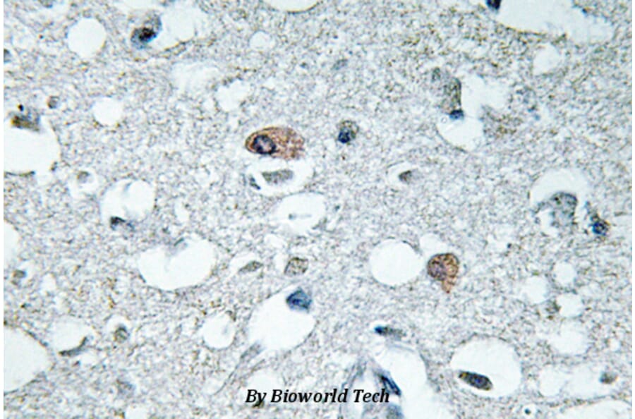 Anti-Synapsin I (phospho-S9) Antibody from Bioworld Technology (BS4802) - Antibodies.com