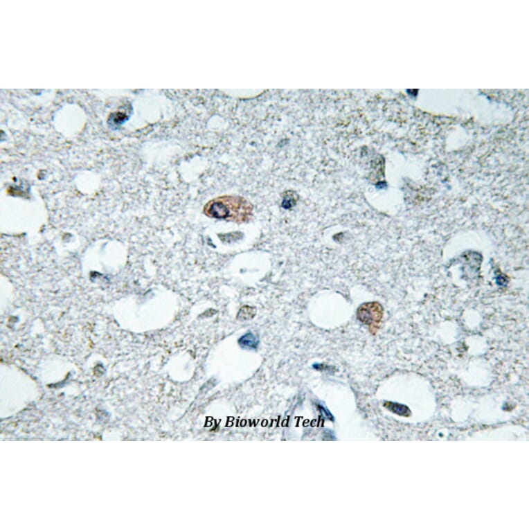 Anti-Synapsin I (phospho-S9) Antibody from Bioworld Technology (BS4802) - Antibodies.com