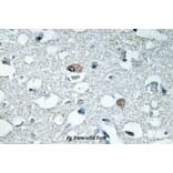 Anti-Synapsin I (phospho-S9) Antibody from Bioworld Technology (BS4802) - Antibodies.com