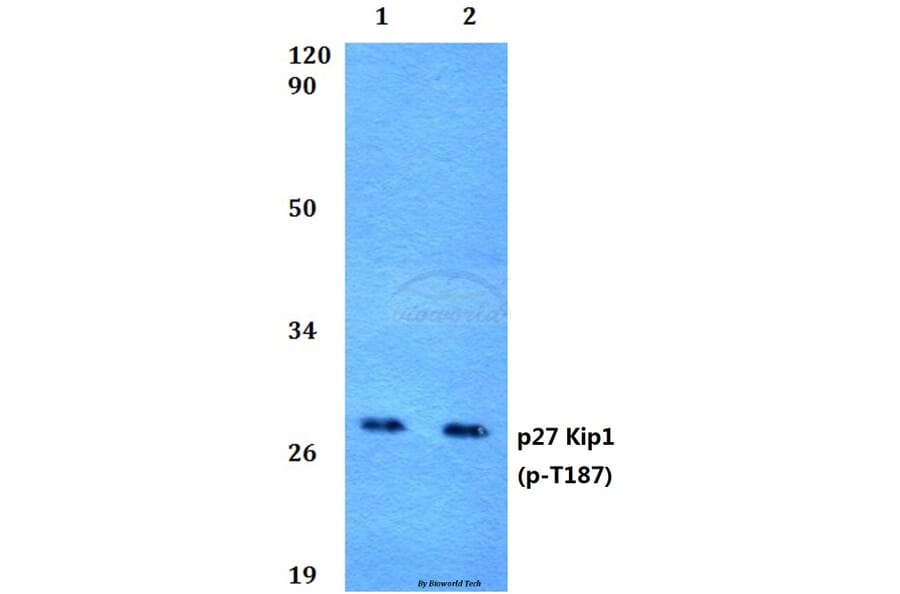 Anti-p27 Kip1 (phospho-T187) Antibody from Bioworld Technology (BS4838) - Antibodies.com