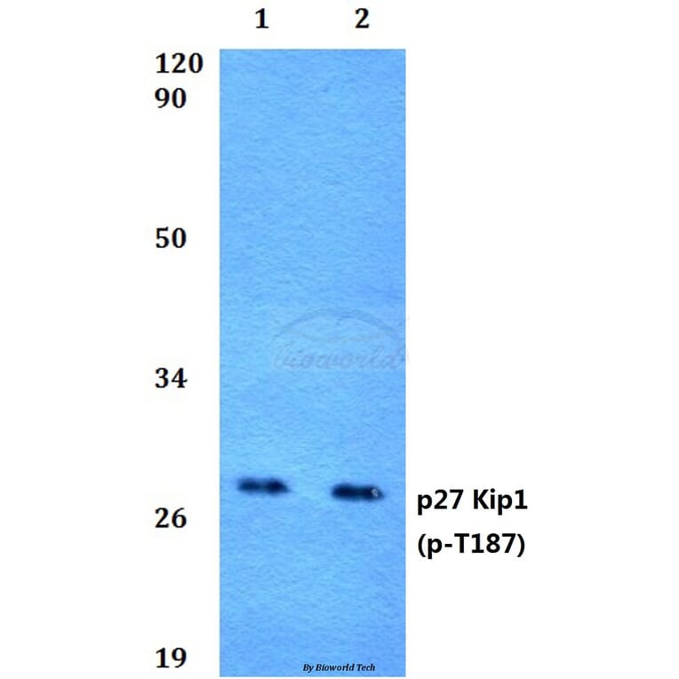 Anti-p27 Kip1 (phospho-T187) Antibody from Bioworld Technology (BS4838) - Antibodies.com