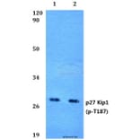 Anti-p27 Kip1 (phospho-T187) Antibody from Bioworld Technology (BS4838) - Antibodies.com