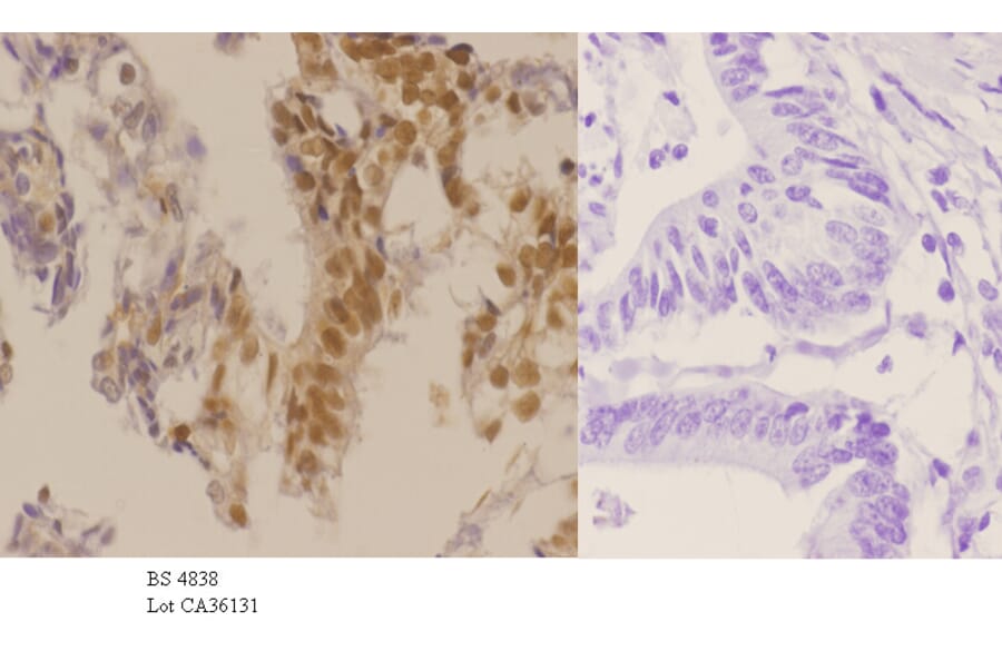 Anti-p27 Kip1 (phospho-T187) Antibody from Bioworld Technology (BS4838) - Antibodies.com