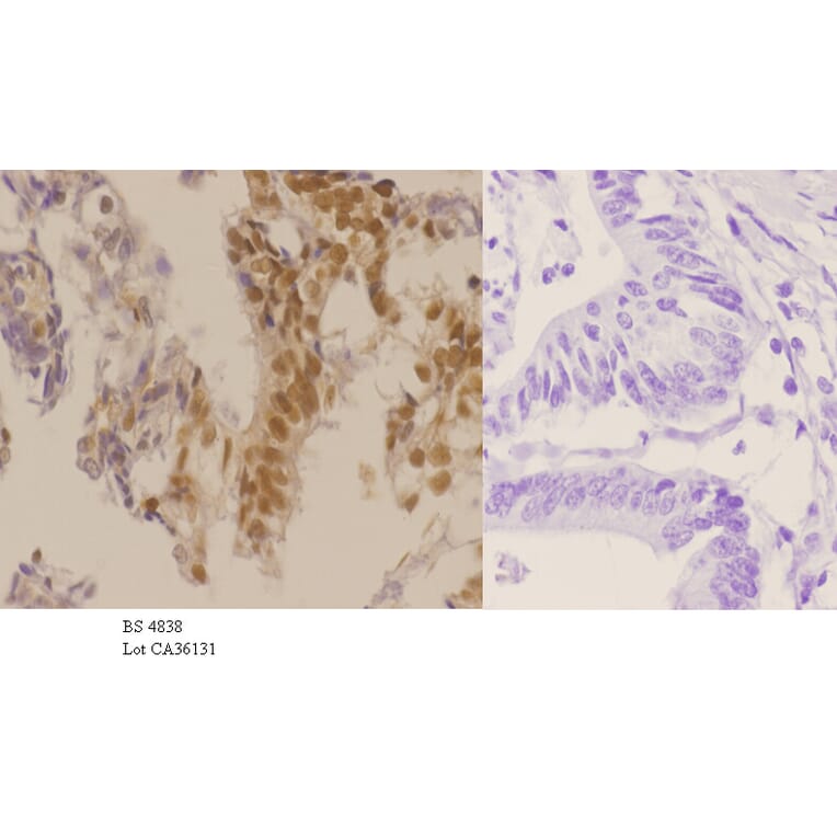 Anti-p27 Kip1 (phospho-T187) Antibody from Bioworld Technology (BS4838) - Antibodies.com