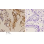 Anti-p27 Kip1 (phospho-T187) Antibody from Bioworld Technology (BS4838) - Antibodies.com