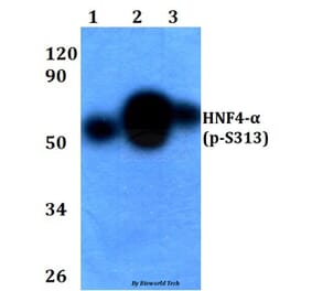 Anti-HNF4α (phospho-S313) Antibody from Bioworld Technology (BS4841) - Antibodies.com