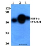 Anti-HNF4α (phospho-S313) Antibody from Bioworld Technology (BS4841) - Antibodies.com