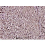 Anti-HNF4α (phospho-S313) Antibody from Bioworld Technology (BS4841) - Antibodies.com
