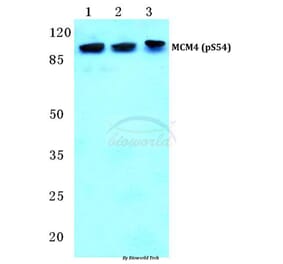 Anti-MCM4 (phospho-S54) Antibody from Bioworld Technology (BS4843) - Antibodies.com