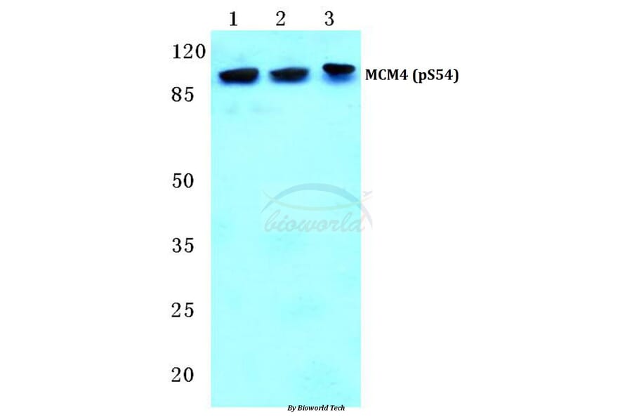 Anti-MCM4 (phospho-S54) Antibody from Bioworld Technology (BS4843) - Antibodies.com