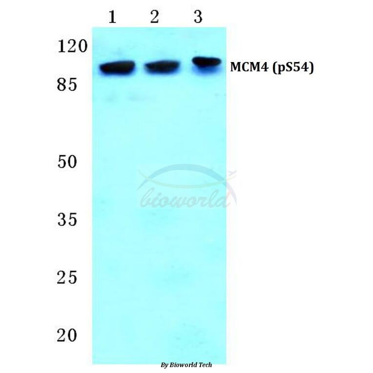 Anti-MCM4 (phospho-S54) Antibody from Bioworld Technology (BS4843) - Antibodies.com