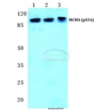 Anti-MCM4 (phospho-S54) Antibody from Bioworld Technology (BS4843) - Antibodies.com