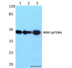Anti-MEK1 (phospho-T286) Antibody from Bioworld Technology (BS4844) - Antibodies.com