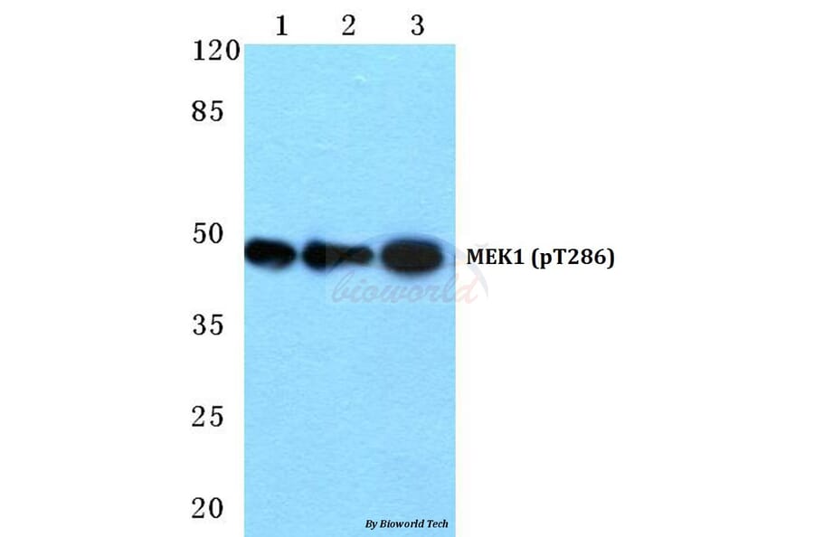 Anti-MEK1 (phospho-T286) Antibody from Bioworld Technology (BS4844) - Antibodies.com