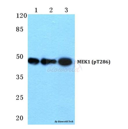 Anti-MEK1 (phospho-T286) Antibody from Bioworld Technology (BS4844) - Antibodies.com