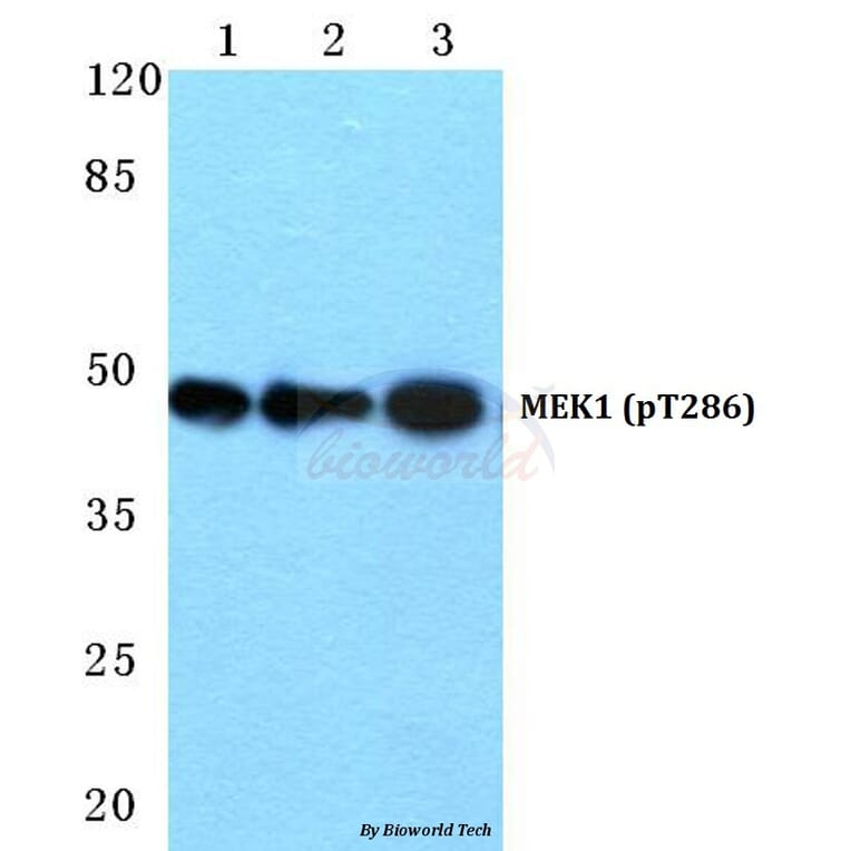 Anti-MEK1 (phospho-T286) Antibody from Bioworld Technology (BS4844) - Antibodies.com
