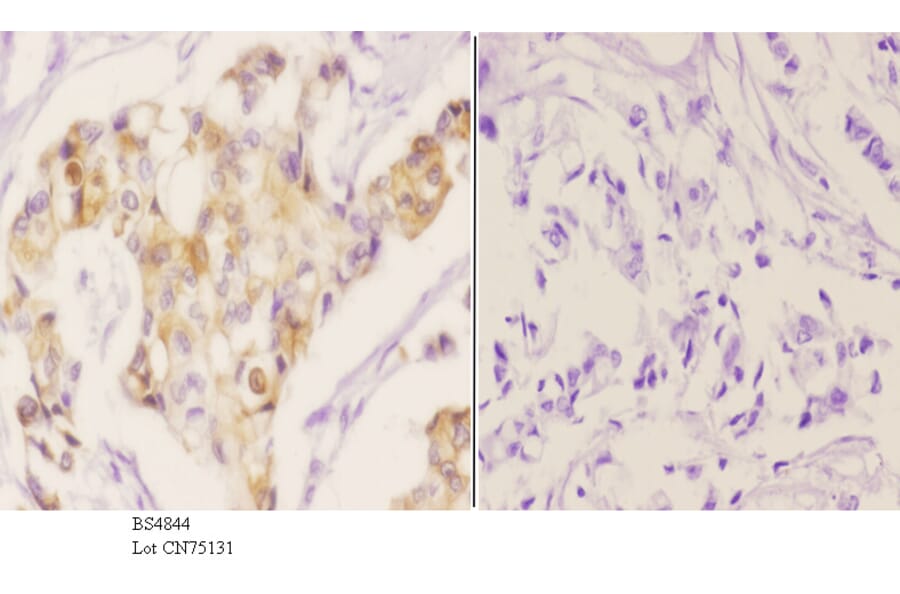 Anti-MEK1 (phospho-T286) Antibody from Bioworld Technology (BS4844) - Antibodies.com