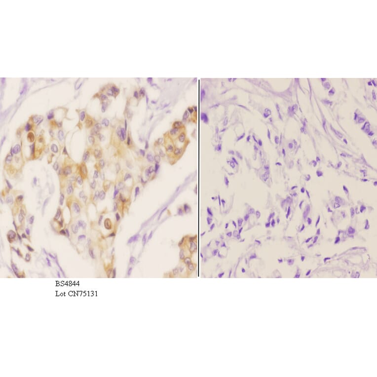 Anti-MEK1 (phospho-T286) Antibody from Bioworld Technology (BS4844) - Antibodies.com