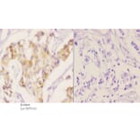 Anti-MEK1 (phospho-T286) Antibody from Bioworld Technology (BS4844) - Antibodies.com