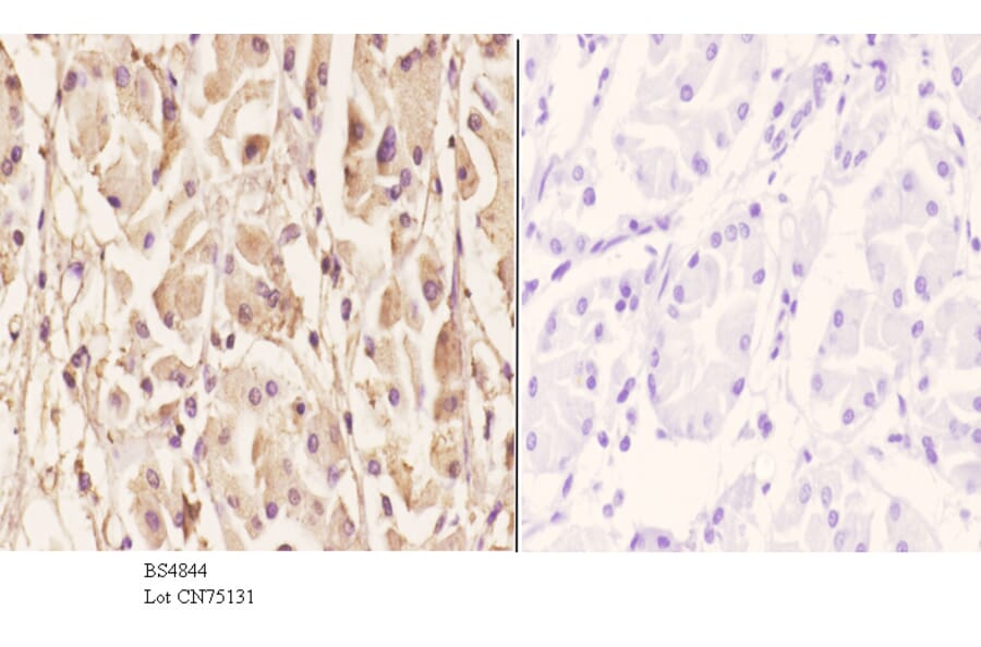 Anti-MEK1 (phospho-T286) Antibody from Bioworld Technology (BS4844) - Antibodies.com