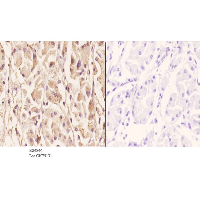 Anti-MEK1 (phospho-T286) Antibody from Bioworld Technology (BS4844) - Antibodies.com