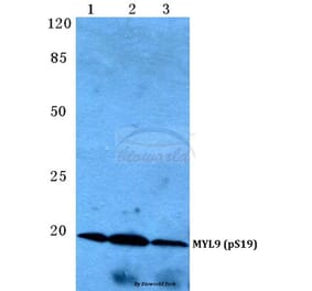 Anti-MYL9 (phospho-S19) Antibody from Bioworld Technology (BS4845) - Antibodies.com