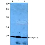 Anti-MYL9 (phospho-S19) Antibody from Bioworld Technology (BS4845) - Antibodies.com