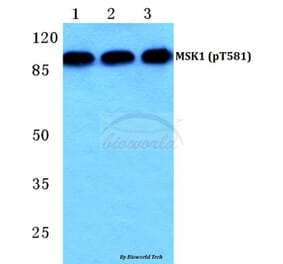 Anti-MSK1 (phospho-T581) Antibody from Bioworld Technology (BS4846) - Antibodies.com