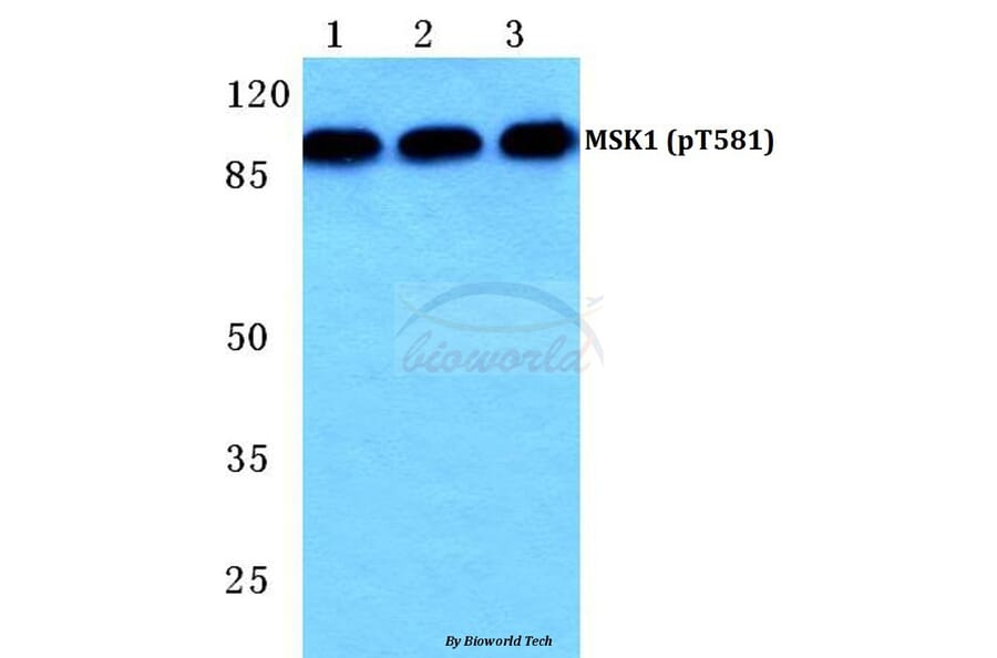 Anti-MSK1 (phospho-T581) Antibody from Bioworld Technology (BS4846) - Antibodies.com
