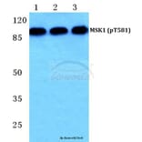 Anti-MSK1 (phospho-T581) Antibody from Bioworld Technology (BS4846) - Antibodies.com