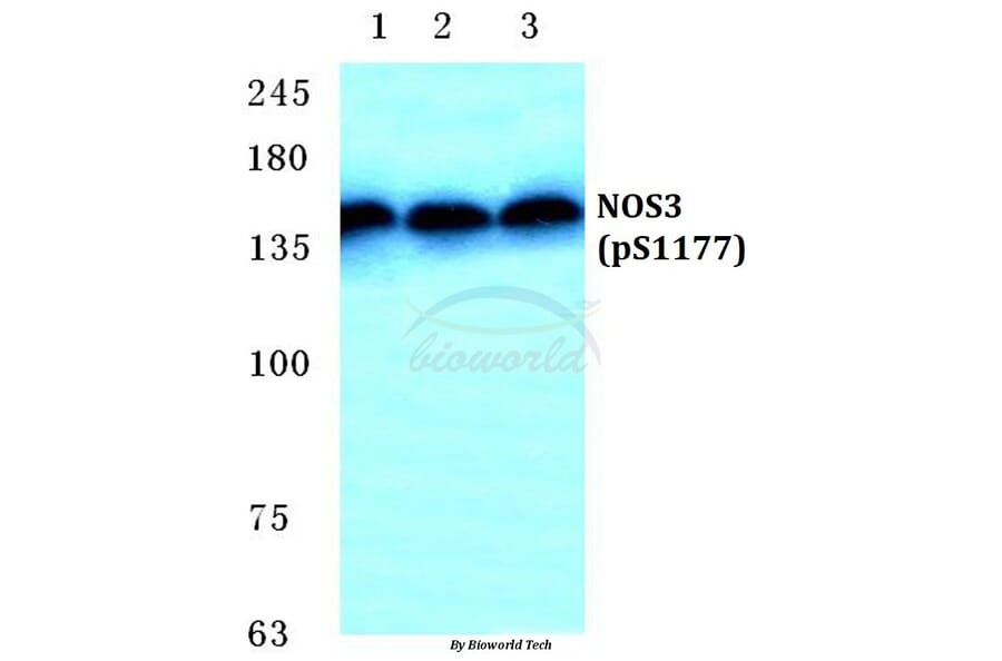 Anti-NOS3 (phospho-S1177) Antibody from Bioworld Technology (BS4848) - Antibodies.com