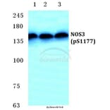Anti-NOS3 (phospho-S1177) Antibody from Bioworld Technology (BS4848) - Antibodies.com