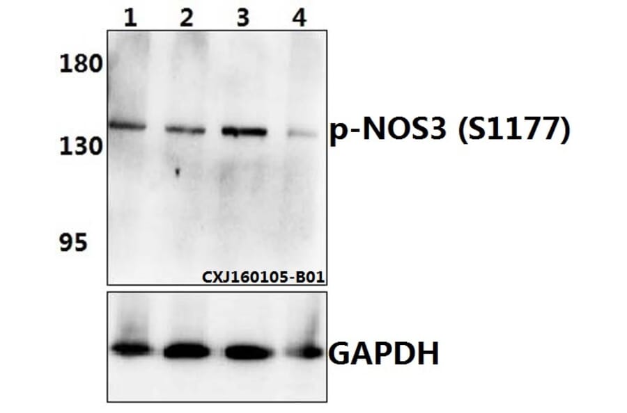 Anti-NOS3 (phospho-S1177) Antibody from Bioworld Technology (BS4848) - Antibodies.com