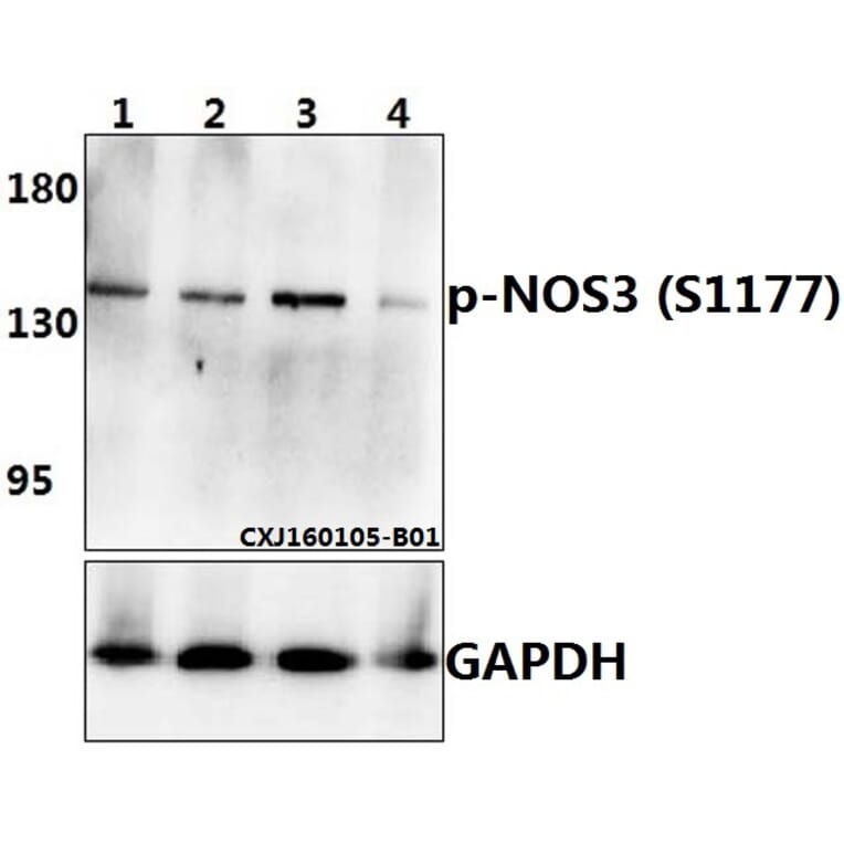 Anti-NOS3 (phospho-S1177) Antibody from Bioworld Technology (BS4848) - Antibodies.com