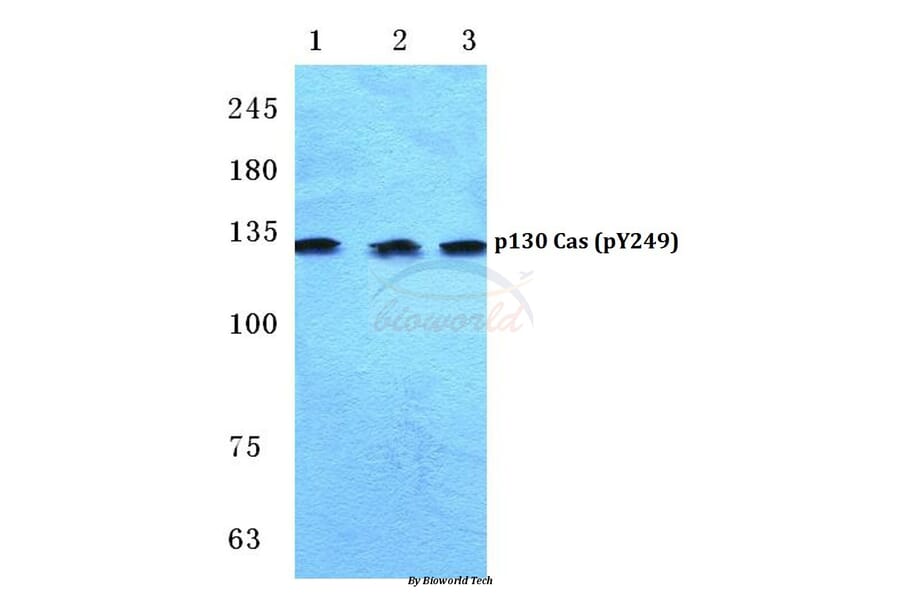 Anti-p130 Cas (phospho-Y249) Antibody from Bioworld Technology (BS4849) - Antibodies.com