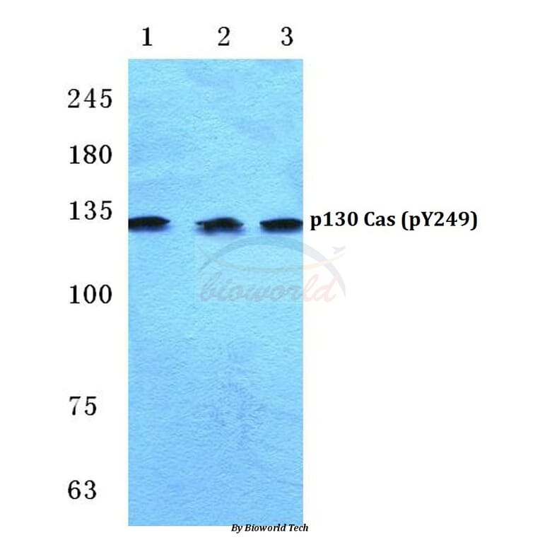 Anti-p130 Cas (phospho-Y249) Antibody from Bioworld Technology (BS4849) - Antibodies.com