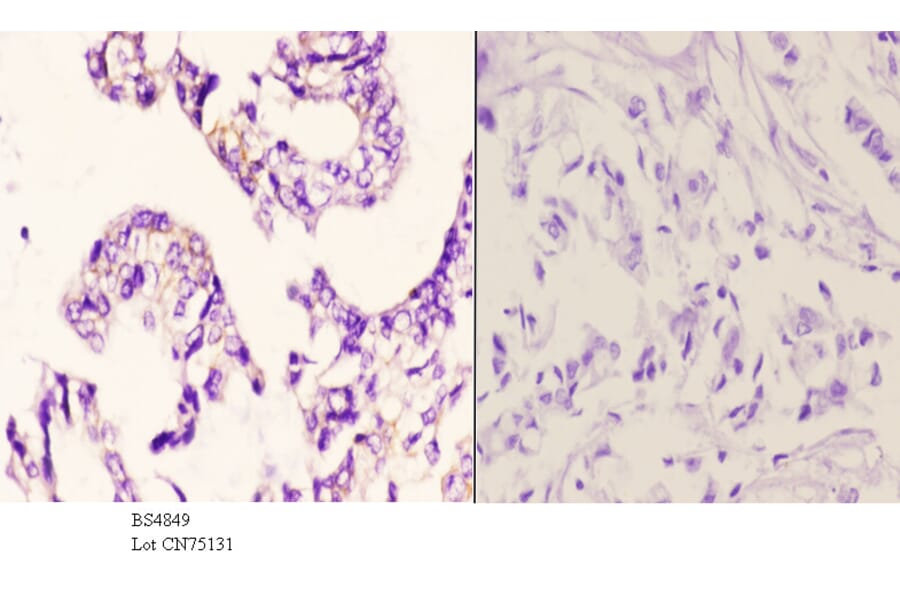 Anti-p130 Cas (phospho-Y249) Antibody from Bioworld Technology (BS4849) - Antibodies.com