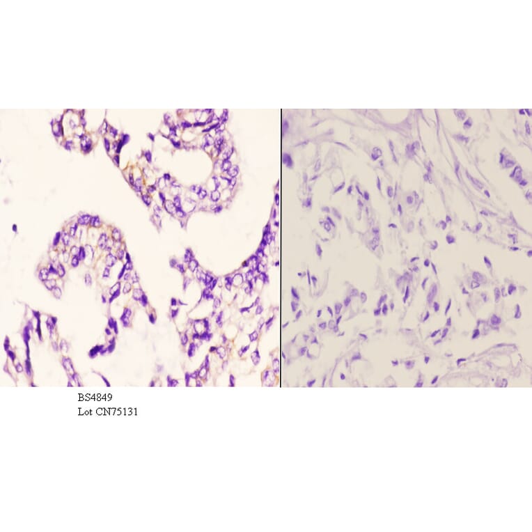 Anti-p130 Cas (phospho-Y249) Antibody from Bioworld Technology (BS4849) - Antibodies.com