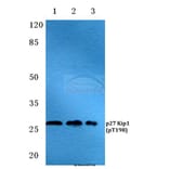 Anti-p27 Kip1 (phospho-T198) Antibody from Bioworld Technology (BS4851) - Antibodies.com