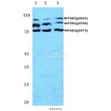 Anti-PAK4/5/6 (phospho-S474) Antibody from Bioworld Technology (BS4854) - Antibodies.com