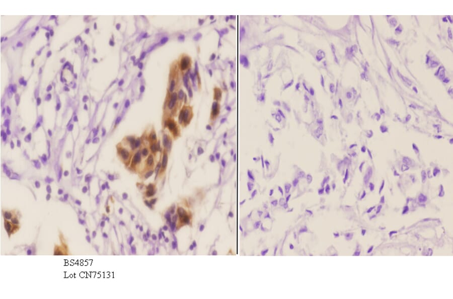 Anti-PAK2 (phospho-S20) Antibody from Bioworld Technology (BS4857) - Antibodies.com